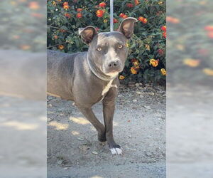 Staffordshire Bull Terrier Dogs for adoption in Salinas, CA, USA