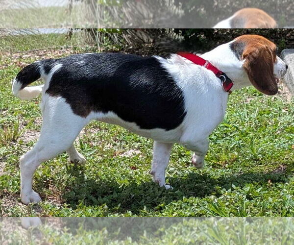 Medium Photo #9 Beagle Puppy For Sale in Dunnellon, FL, USA