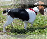 Small #8 Beagle