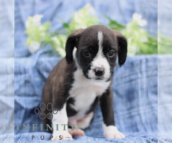 Medium Photo #5 Boston Terrier-Cock-A-Poo Mix Puppy For Sale in PORT ROYAL, PA, USA
