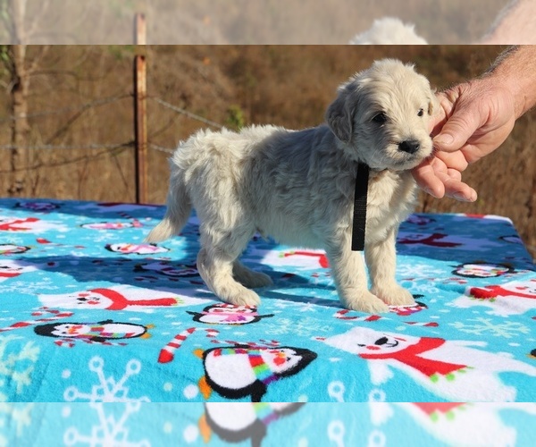 Medium Photo #25 Goldendoodle Puppy For Sale in UNION CITY, TN, USA