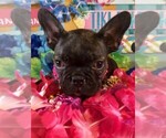 Small Photo #2 French Bulldog Puppy For Sale in HEATHROW, FL, USA