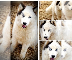 Siberian Husky Puppy for sale in ALLEGRE, KY, USA