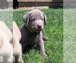 Small #5 Labrador Retriever