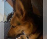 Small #3 German Shepherd Dog Mix