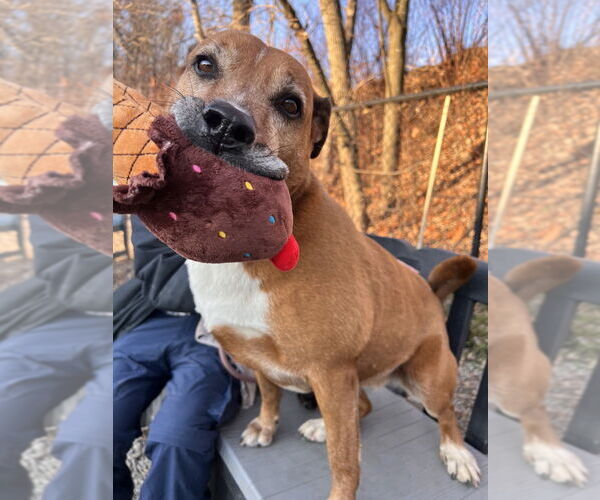 Medium Photo #8 Labrador Retriever-Unknown Mix Puppy For Sale in Elmsford, NY, USA