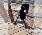 Small Photo #9 Coonhound-Retriever  Mix Puppy For Sale in Mountain View, AR, USA