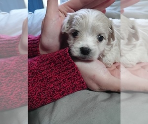 Maltipoo Puppy for sale in SEVEN SPRINGS, NC, USA