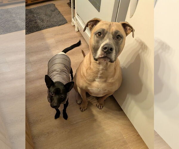 Medium Photo #2 Miniature Pinscher-Unknown Mix Puppy For Sale in Mount Laurel, NJ, USA