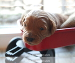 Small Photo #27 Goldendoodle Puppy For Sale in DENISON, TX, USA