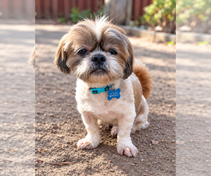 Archie - Male Shih Tzu-Unknown Mix Dog for Adoption - Photo #4