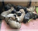 Small Photo #16 Mastiff Puppy For Sale in MIDDLETOWN, DE, USA