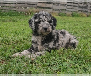Poodle (Standard) Puppy for sale in COUCH, MO, USA