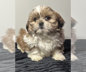 Shih Tzu Puppy for sale in INDIANAPOLIS, IN, USA