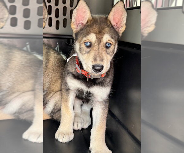 Medium Photo #2 Gerberian Shepsky Puppy For Sale in Claremore, OK, USA