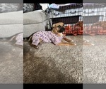 Hazel - Female American Pit Bull Terrier Dog for Adoption - Photo #5