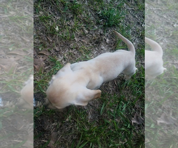 Medium Photo #12 Dachshund Puppy For Sale in DENHAM SPRINGS, LA, USA