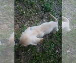 Small #11 Dachshund