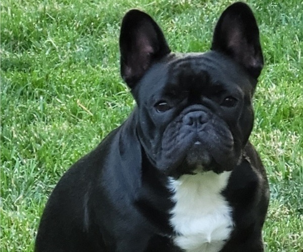 Medium Photo #1 French Bulldog Puppy For Sale in SPRINGFIELD, OR, USA