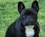 Small Photo #1 French Bulldog Puppy For Sale in SPRINGFIELD, OR, USA