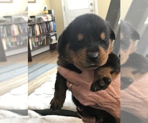 Rottweiler Puppy for Sale in HOPKINS, South Carolina USA
