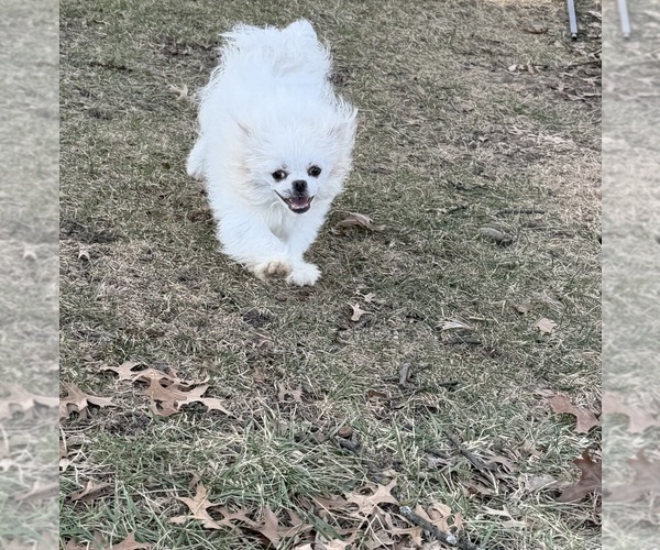 Medium Photo #1 Malchi Puppy For Sale in BELTON, MO, USA