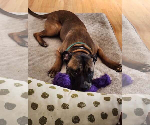 Medium Photo #4 Boxer-Unknown Mix Puppy For Sale in Holly Springs, NC, USA