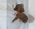Small Photo #1 Boxer Puppy For Sale in METROPOLIS, IL, USA