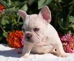 Small #3 French Bulldog