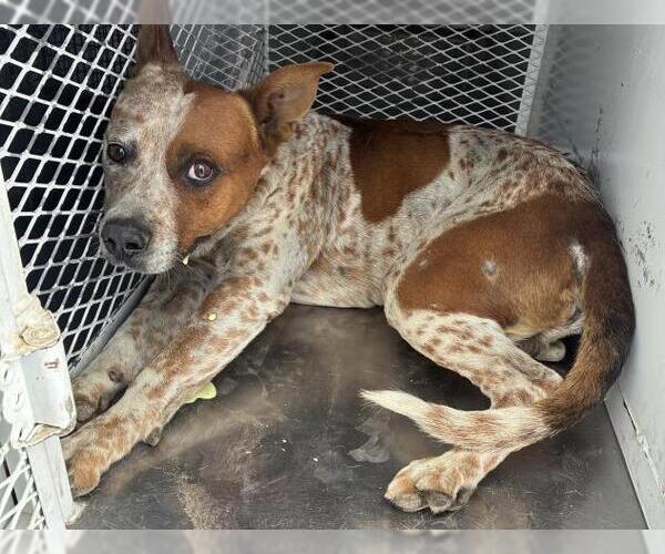 Medium Photo #1 Texas Heeler-Unknown Mix Puppy For Sale in Bakersfield, CA, USA