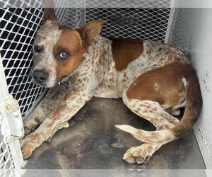 Texas Heeler-Unknown Mix Dogs for adoption in Bakersfield, CA, USA