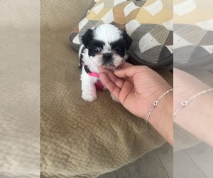 Shih Tzu Puppy for sale in SANGER, CA, USA