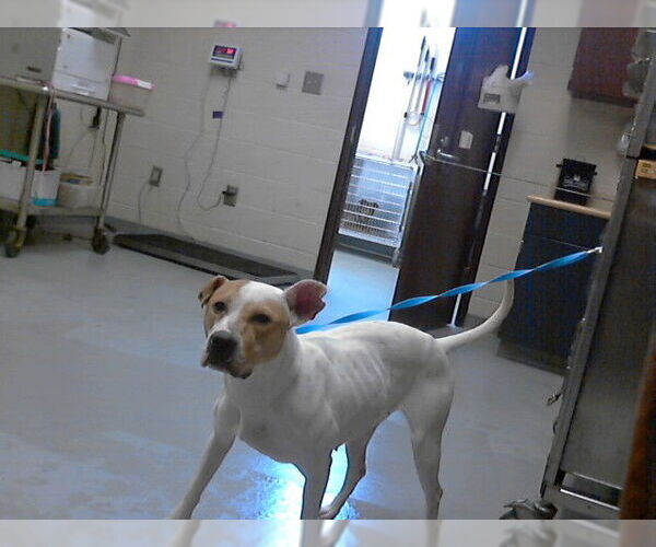 Medium Photo #1 Mutt Puppy For Sale in Fayetteville, NC, USA