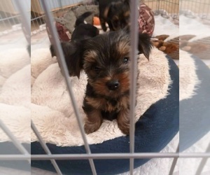 Yorkshire Terrier Puppy for sale in SAVANNAH, GA, USA