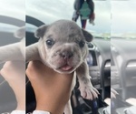 Small #1 French Bulldog