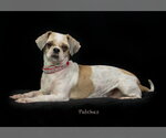 Small #1 Shih Tzu