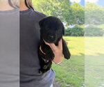 Small #1 Labrador Retriever Mix