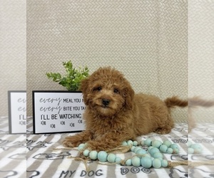 Goldendoodle mix (+ Poodle Miniature) Puppy for Sale in INDIANAPOLIS, Indiana USA