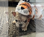 Small Photo #10 French Bulldog Puppy For Sale in MIDLOTHIAN, TX, USA