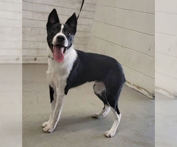 Medium Photo #1 Border Collie Puppy For Sale in San Bernardino, CA, USA