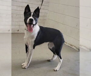 Border Collie Dogs for adoption in San Bernardino, CA, USA