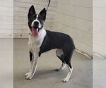 Small Border Collie