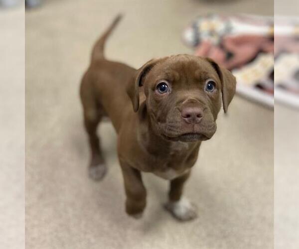 Medium Photo #1 Mutt Puppy For Sale in Aurora, CO, USA