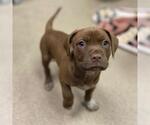Small Mutt