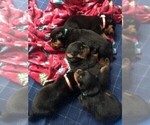 Small Photo #2 Rottweiler Puppy For Sale in NORFOLK, VA, USA
