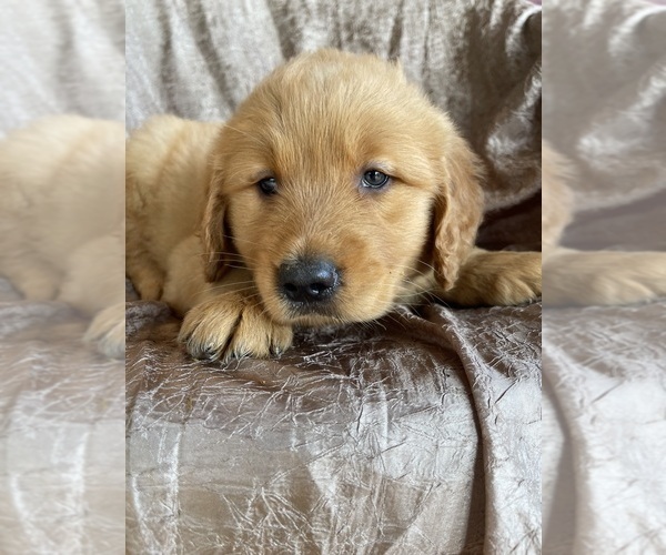 Medium Photo #4 Golden Retriever Puppy For Sale in WESTMINSTER, SC, USA