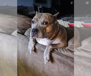 Luca  (2024) - Female American Staffordshire Terrier-Unknown Mix Dog for Adoption - Photo #7