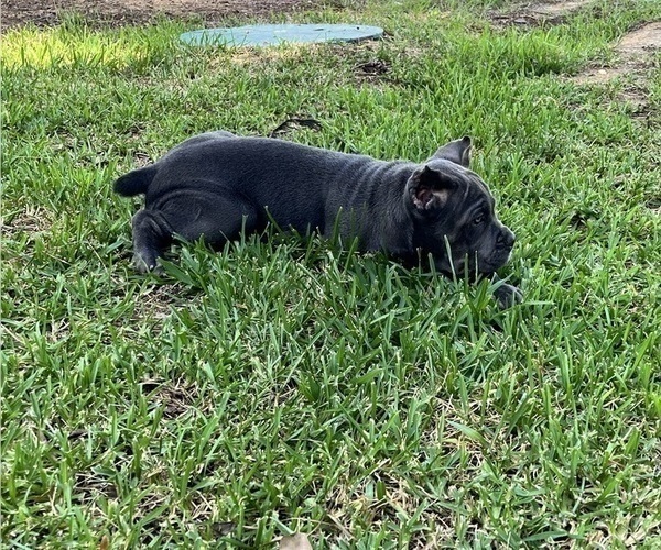 Medium Photo #7 Cane Corso Puppy For Sale in MONTGOMERY, AL, USA