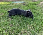 Small #6 Cane Corso