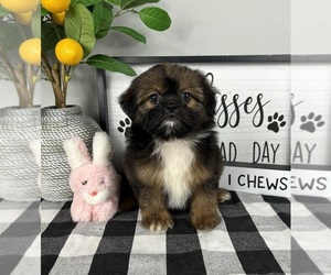 ShihPoo Puppy for sale in FRANKLIN, IN, USA